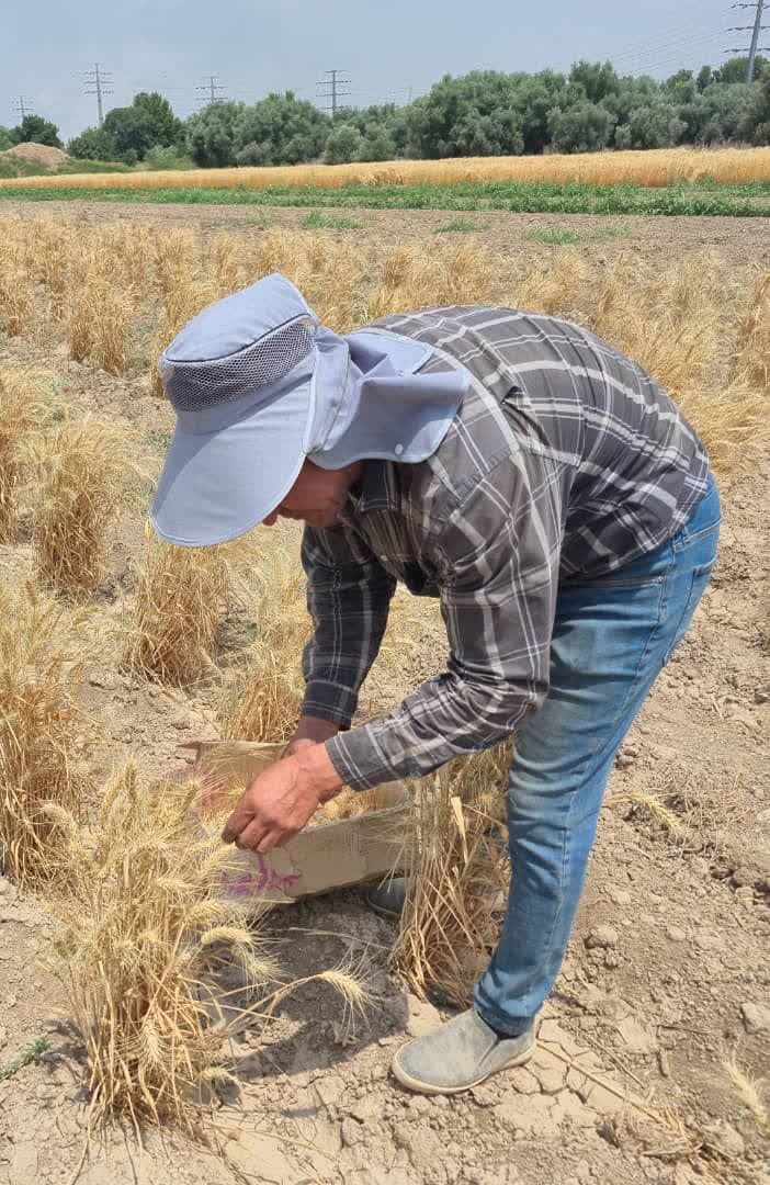 برداشت هزارخوشه غلات در مزرعه پژوهشی ایستگاه مركزی